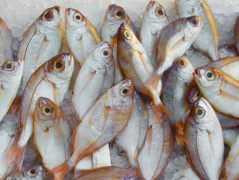 catch snook in shallows